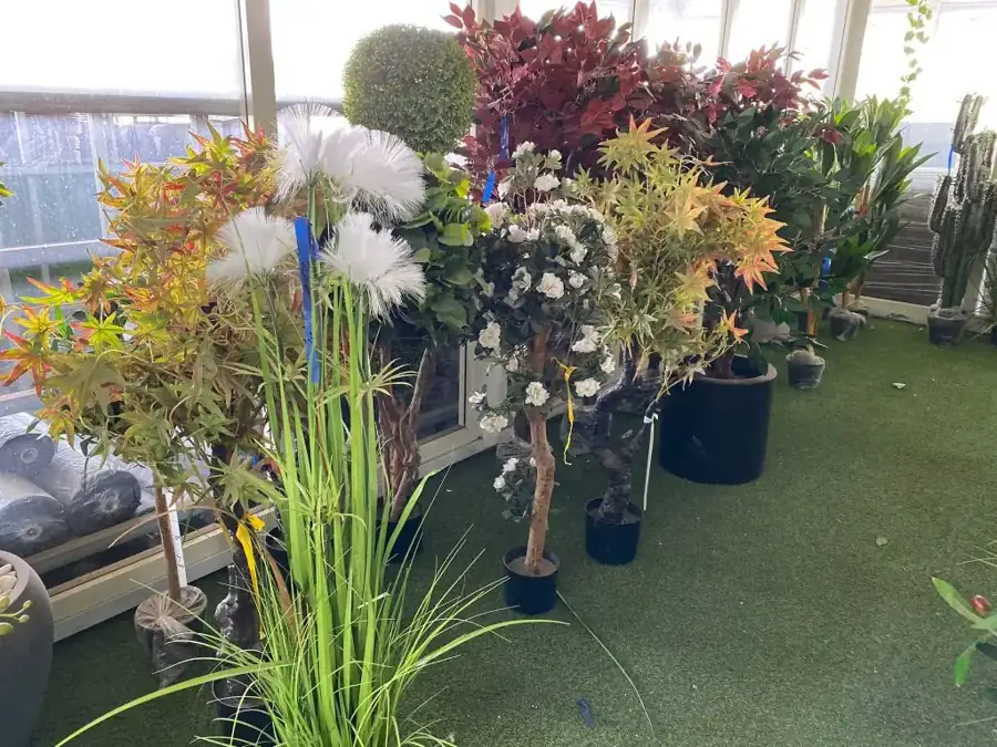 מראה מהמשתלה באלפי מנשה — צילום 2