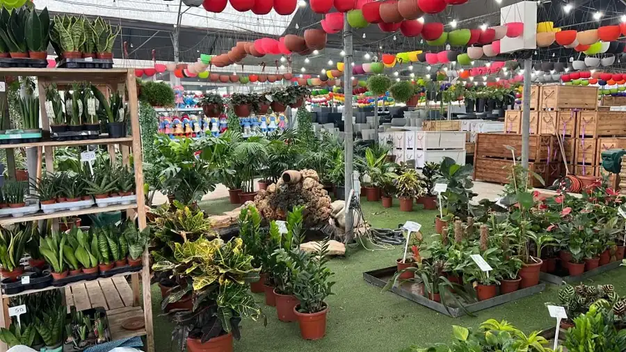 מראה מהמשתלה באלפי מנשה — צילום 22