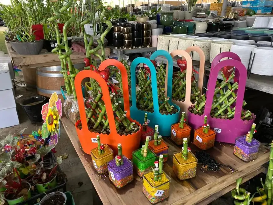 מראה מהמשתלה באלפי מנשה — צילום 50