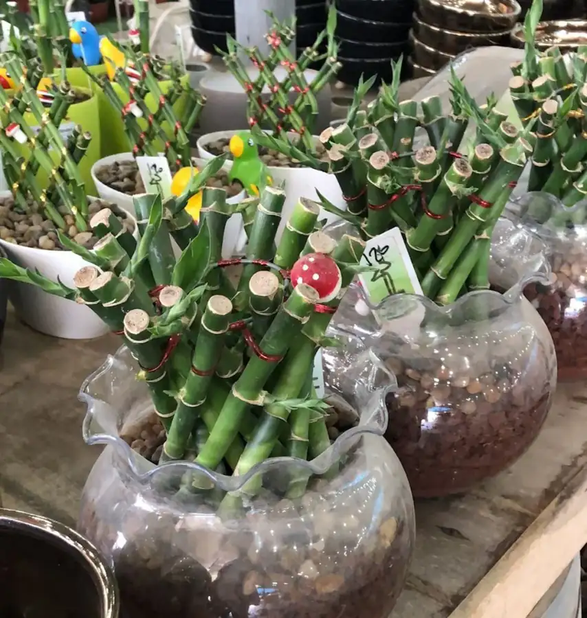 מראה מהמשתלה באלפי מנשה — צילום 61