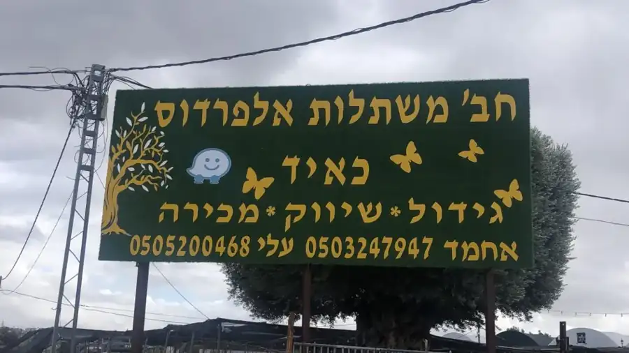 מראה מהמשתלה באלפי מנשה — צילום 62