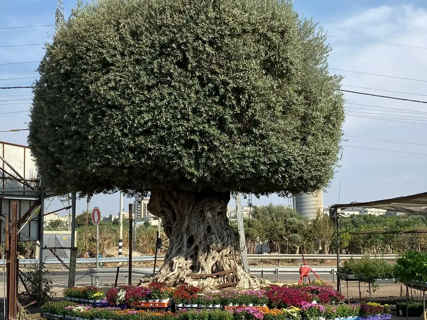 עץ זית בוגר בכניסה למשתלת אלפרדוס באלפי מנשה