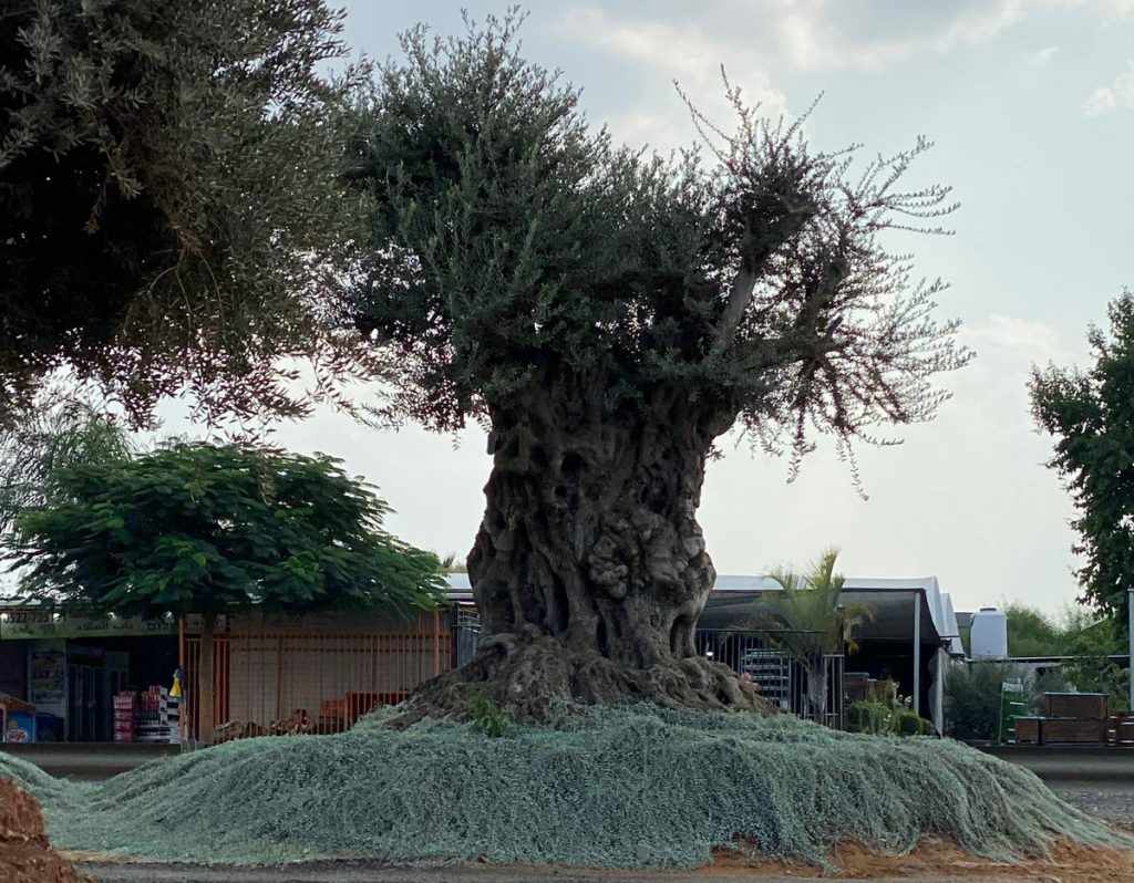 משתלת אלפרדוס כאיד